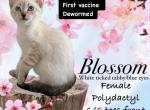 Blossom - Highlander Kitten For Sale - Walnut Cove, NC, US