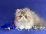 Roxana - Persian Kitten For Sale - Yucca Valley, CA, US