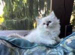 Dalia - Ragdoll Kitten For Sale - 