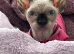 Bambino sphynx female cat - Bambino Kitten For Sale - Miami, FL, US