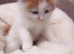 Fluffy kitty - Domestic Kitten For Sale - Vancouver, WA, US