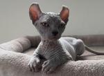 ELF female cat blue color - Sphynx Kitten For Sale - Miami, FL, US