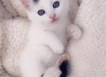 Kitty - Domestic Kitten For Sale - Vancouver, WA, US