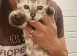 Snow mink male ready now - Bengal Kitten For Sale - 