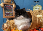 CFA Female - Persian Kitten For Sale - Indianapolis, IN, US