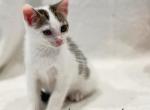 Kingston Lane - Domestic Kitten For Adoption - 