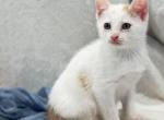 Kargo Link - Domestic Kitten For Adoption - 