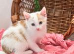 Kenya Lu - Domestic Kitten For Adoption - 