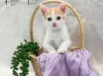 Kylie Love - Domestic Kitten For Adoption - 