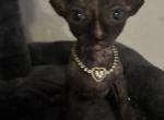 Fahari - Sphynx Kitten For Sale - 