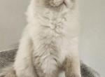 Afroditedolls Walter - Ragdoll Kitten For Sale - 