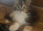 Zora - Maine Coon Kitten For Sale - MI, US