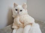 Luna - British Shorthair Kitten For Sale - 