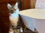 Kasha - Maine Coon Kitten For Sale - 