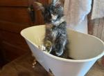 Sammy - Maine Coon Kitten For Sale - MI, US