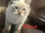 Milo Hypoallergenic Siberian - Siberian Kitten For Sale - 