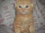 Romeo - American Shorthair Kitten For Adoption - 