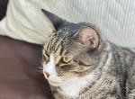 Jake and Teddy - Domestic Cat For Adoption - PA, US