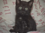 Juliette - American Shorthair Kitten For Adoption - 