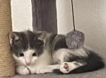 Kitten - Domestic Kitten For Sale - Las Vegas, NV, US