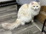 Female Ragdoll - Ragdoll Kitten For Sale/Service - 