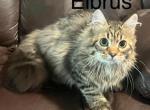 Tigger - Siberian Kitten For Sale - Douglas, MA, US