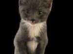 Grey kitten - Domestic Kitten For Sale - 