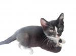 Black and White - Domestic Kitten For Sale - 