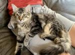 Fluffy Tigress - Maine Coon Kitten For Sale - 