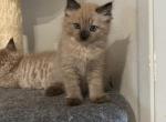 Solid chocolate point mink no mitts - Ragdoll Kitten For Sale - San Diego, CA, US