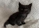 Himalayan mix - Himalayan Kitten For Sale - 