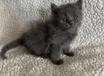 himalayan mix1 - Himalayan Kitten For Sale - Seaford, NY, US