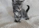 himalayan mix2 - Himalayan Kitten For Sale - 