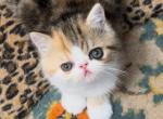 CFA PATCHED TABBY AND WHITE - Exotic Kitten For Sale - 