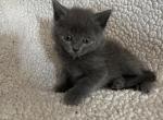 himalayan mix3 - Himalayan Kitten For Sale - 