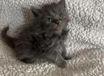 himalayan mix4 - Himalayan Kitten For Sale - Seaford, NY, US