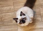 Luna - Ragdoll Kitten For Sale - 