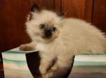 Sealpoint Ragdoll - Ragdoll Kitten For Sale - 