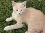 Stormy - Domestic Kitten For Adoption - Gretna, NE, US