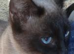 Polly - Siamese Cat For Sale - 