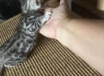 Diva boy 1 - Bengal Kitten For Sale - 