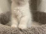 Ragdoll kittens - Ragdoll Kitten For Sale - Sacramento, CA, US