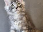 Consul - Maine Coon Kitten For Sale - Gurnee, IL, US