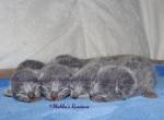 Russian Blue Kittens Fall Litter - Russian Blue Kitten For Sale - Springfield, OH, US