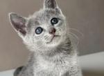 Quincy Russian Blue male blue - Russian Blue Kitten For Sale - Miami, FL, US