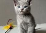 Queen Russian Blue female blue - Russian Blue Kitten For Sale - Miami, FL, US