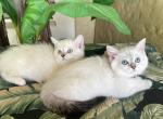 Scottish Straight Shorthair Color Point with  Blue - Scottish Fold Kitten For Sale - Orlando, FL, US