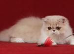 Yromir Persian male cream spotted tabby bicolour - Persian Kitten For Sale - Miami, FL, US