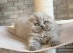 Mario Scottish Fold male lilac - Scottish Fold Kitten For Sale - Miami, FL, US