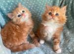 British Longhair Orange  Male - British Shorthair Kitten For Sale - Orlando, FL, US